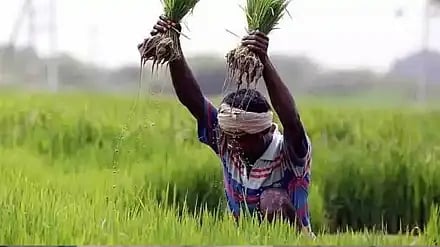 जालन्यात मुसळधार पावसाने खरीप पिकांना दिलासा
