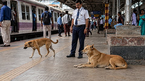 Mumbai : स्टेशन मास्तरांवर आणखी एक जबाबदारी! आता भटक्या कुत्र्यांवरही ठेवावी लागणार नजर
