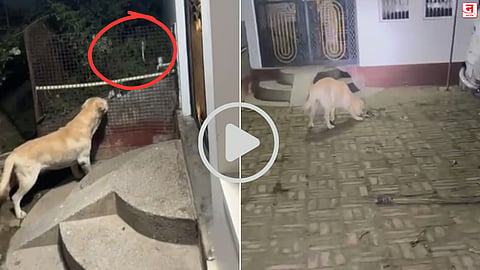 कुत्र्याला 'इमानी' का म्हणतात? हा VIDEO पाहिल्यावर कळेल; मालकाला वाचवण्यासाठी विषारी सापाशी भिडला, अन् शेवटी...