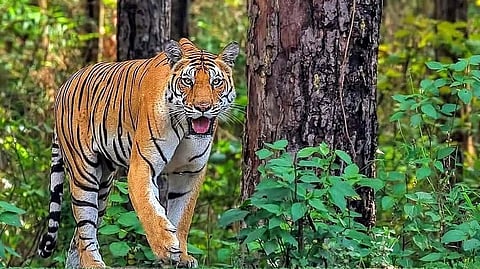 प्राणिसंग्रहालयात वाघाच्या हल्ल्यात कर्मचाऱ्याचा मृत्यू  