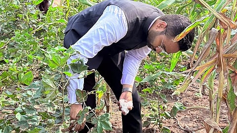 Jalgaon : शेतातील पांढरे सोने काळवंडणार; कापूस उत्पादन ५० ते ६० टक्के घटण्याचा कृषी विभागाचा अंदाज