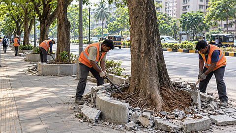 ठाण्यातील झाडे घेणार मोकळा श्वास; ६१९२ झाडांच्या खोडांभोवतीचे काँक्रीट काढणार