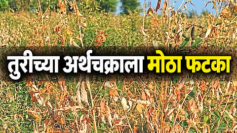 तुरीच्या अर्थचक्राला मोठा फटका; लातूर बाजारपेठेत आवक आली १० टक्क्यांवर, २० ते २५ हजार कोटींची आर्थिक उलाढाल संकटात