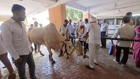 Ambernath : तहसील कार्यालयाच्या पार्किंगमध्ये बांधले बैल; दुष्काळाच्या मागणीसाठी राष्ट्रवादीचे आंदोलन