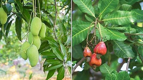 आंबा-काजू बागांवर कीड-रोगांचा धोका; ढगाळ हवामानामुळे शेतकरी त्रस्त