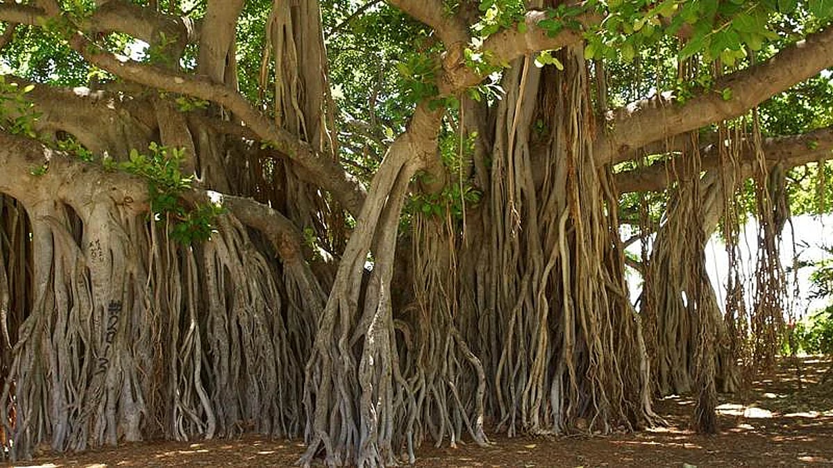 It is forbidden to cut the branches of Vada tree on Vatpoornime