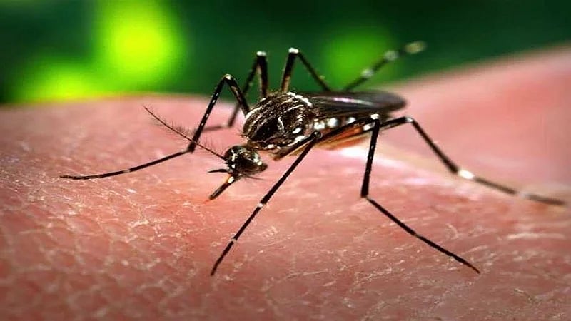 Mumbai : साथीच्या आजारांचा विळखा! चार महिन्यांत मलेरिया, डेंग्यूचा उद्रेक; डासांच्या ३० हजारांहून अधिक अळ्या सापडल्या