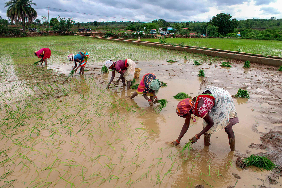 मान्सूनचे आगमन लांबले; १० जूननंतर येणार पाऊस; पेरणीची घाई न करण्याचे आवाहन