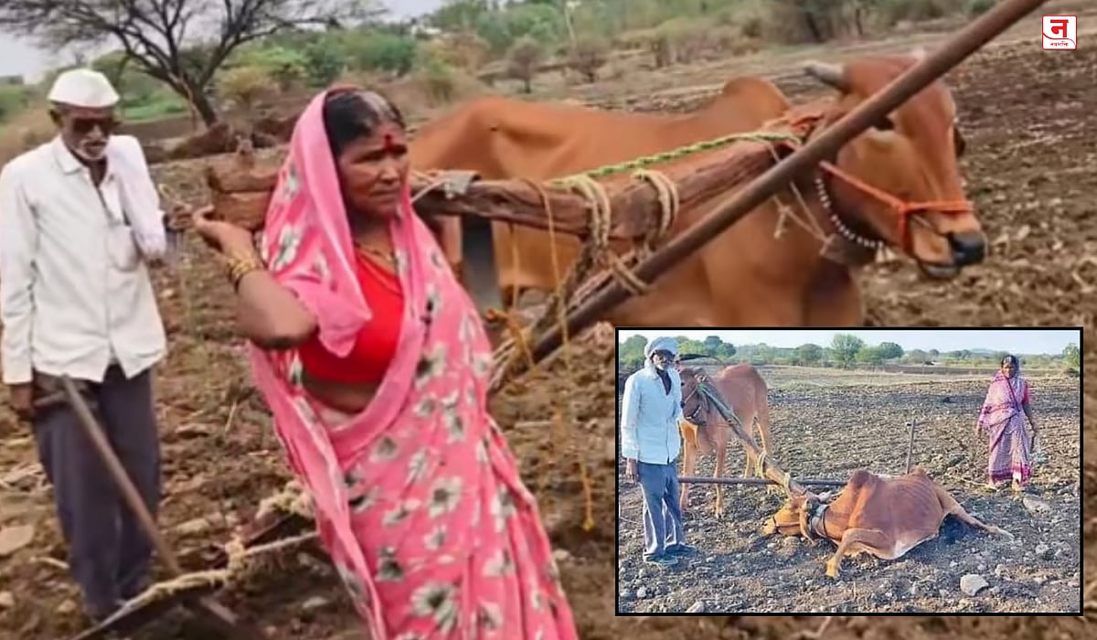 Latur : सरकारने बैल दिला की थट्टा केली? औत लावताच आजारी बैलाने मान टाकली, लातूरच्या शेतकऱ्याची नव्या बैलाची मागणी