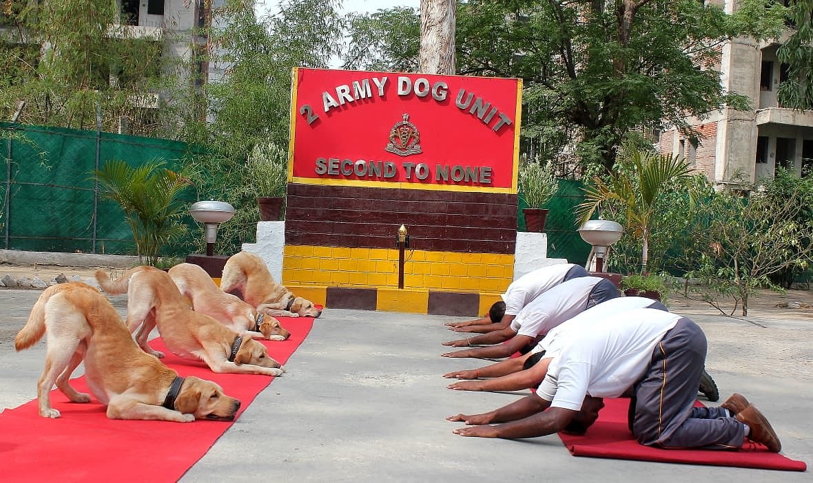 Indian Army Dog Unit doing yoga poses as part of an event for International Yoga Day in Jalandhar in north India's Punjab state.