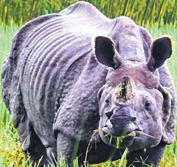 Chitwan National Park is famous for its one-horned rhinos