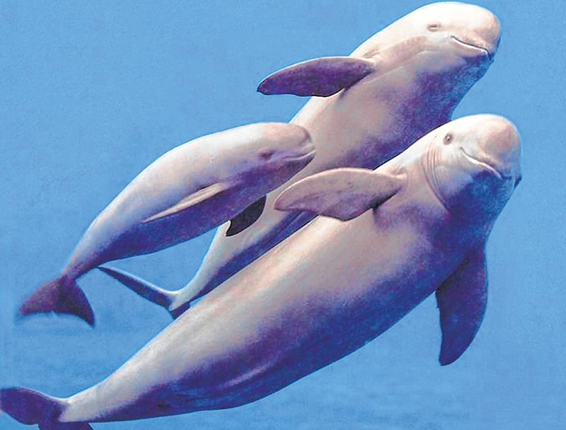 Mumbai: Fishermen who save endangered marine mammals will get incentives
