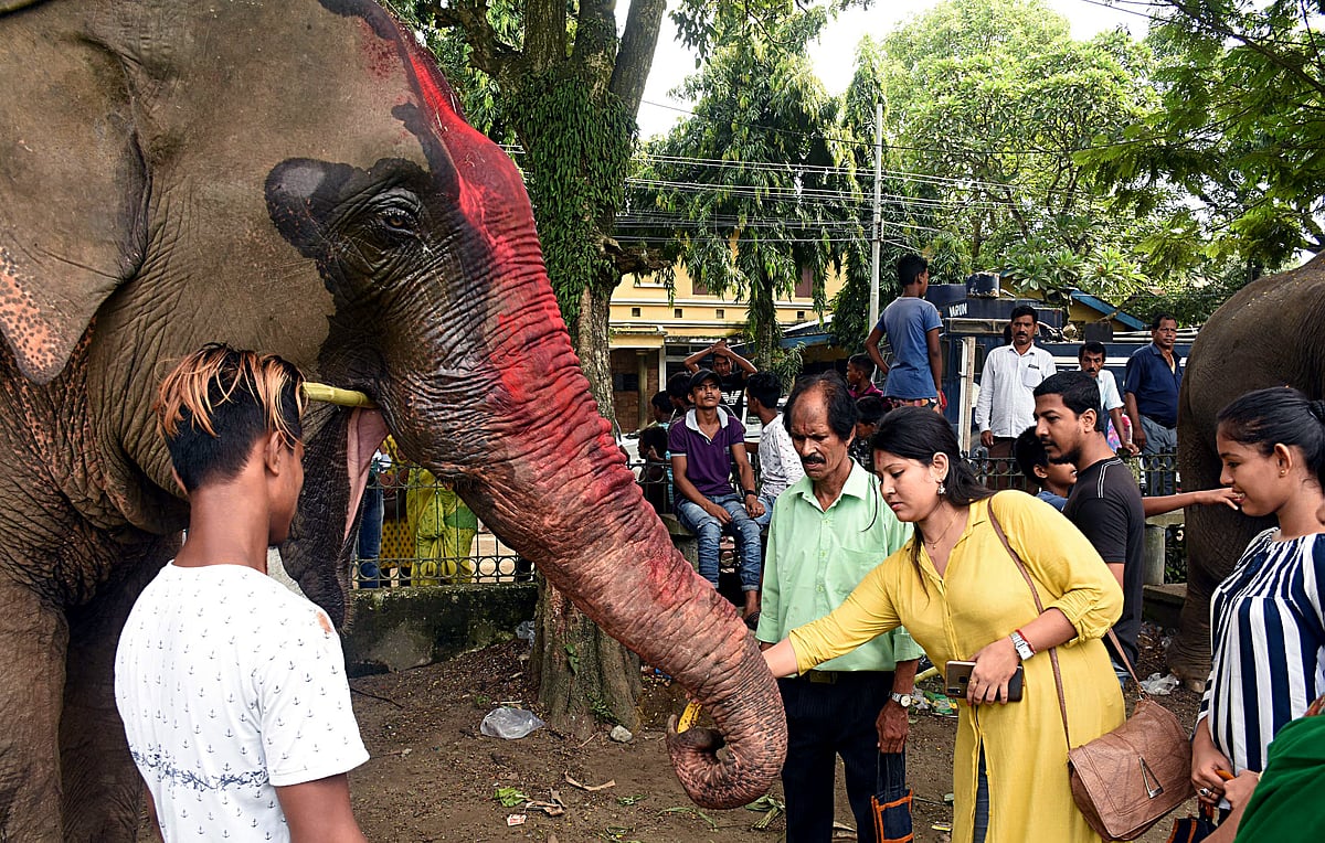 Devotees seek blessing from an elephant on the occasion of Ganesh Chaturthi, at Latshil Ganesh Mandir in Guwahati 