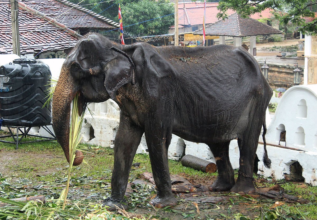 70-year-old elephant dies in Sri Lanka weeks after parade outcry