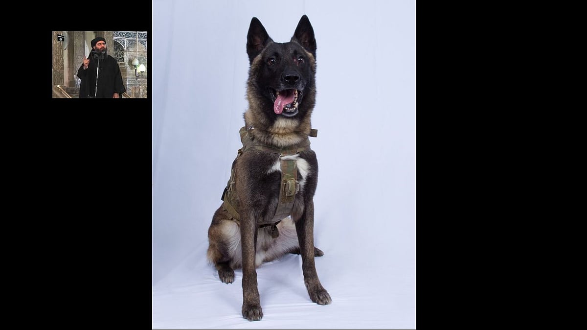 Meet Conan the K9 Warrior – the doggo who hounded Baghdadi in his last moments