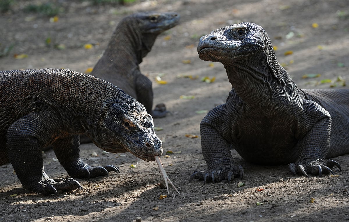 Komodo dragons: World's largest lizards, pay USD 1,000 to enter Dragon Island
