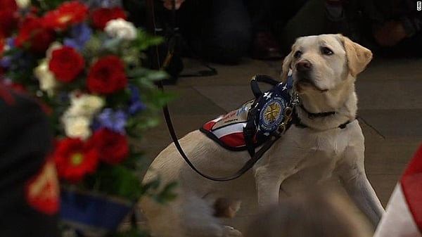 Statue of George HW Bush's service dog soon to be in presidential library