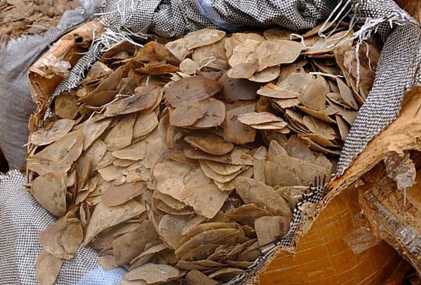 Vietnam seizes 2 tonnes of ivory, pangolin scales  