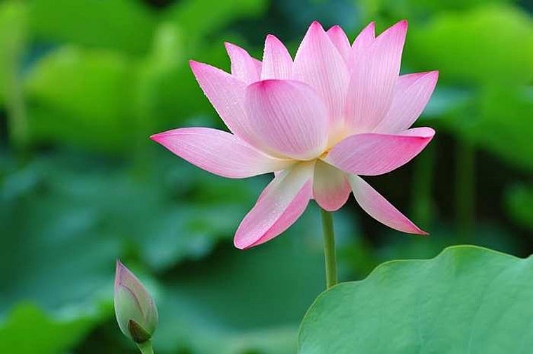 Dear MEA, the lotus is not India's National Flower