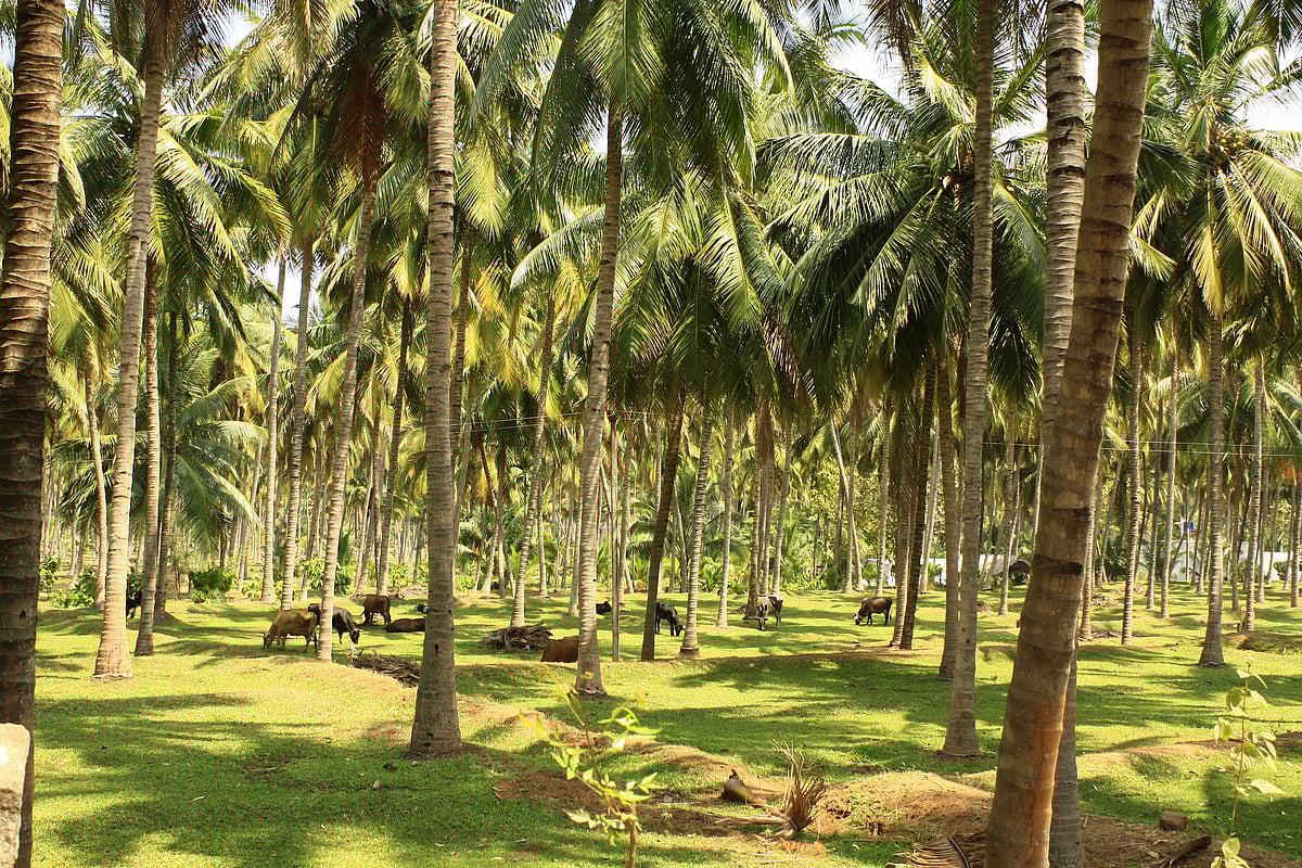 Pollachi, Tamil Nadu