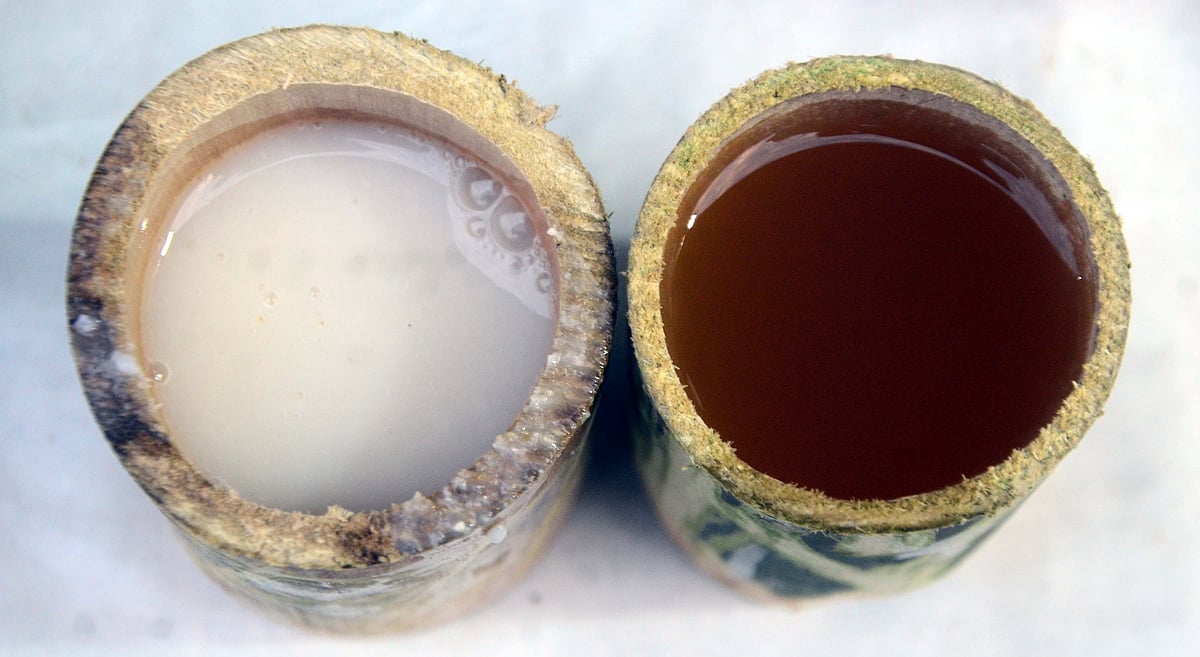 White and Green Beer of Nishi Tribe from Arunachal Pradesh