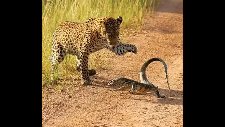 Animal Fight Club: Leopard takes on monitor lizard in epic battle; video goes viral