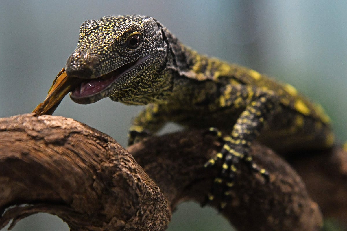 Nearly-extinct baby crocodiles in Cambodia