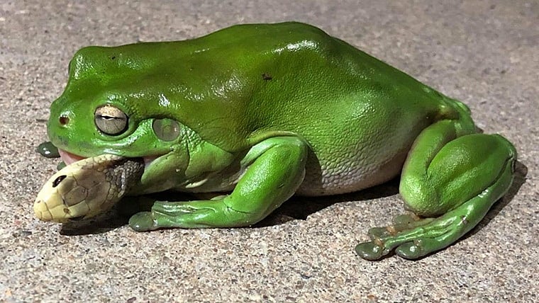 Foodie alert: Forget kissing the princess, frog survives after eating one of world's deadliest snakes