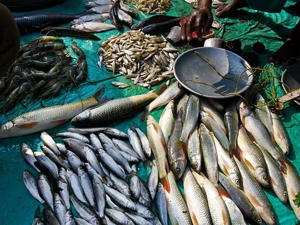 Coronavirus in Mumbai: Maha govt to focus on exporting fish, streamlining markets
