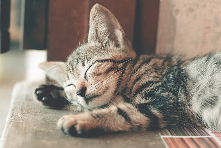 2 cats in New York become first US pets to test positive for coronavirus