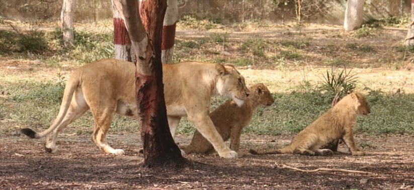 Indore: City zoo reopens, sees minimal footfall amid coronavirus crisis