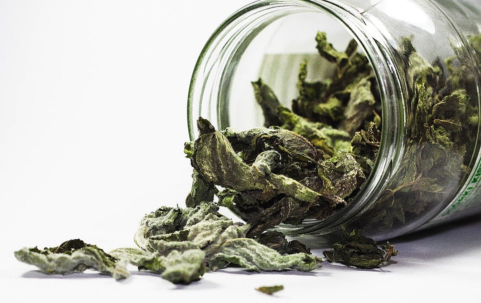 Dried mint leaves