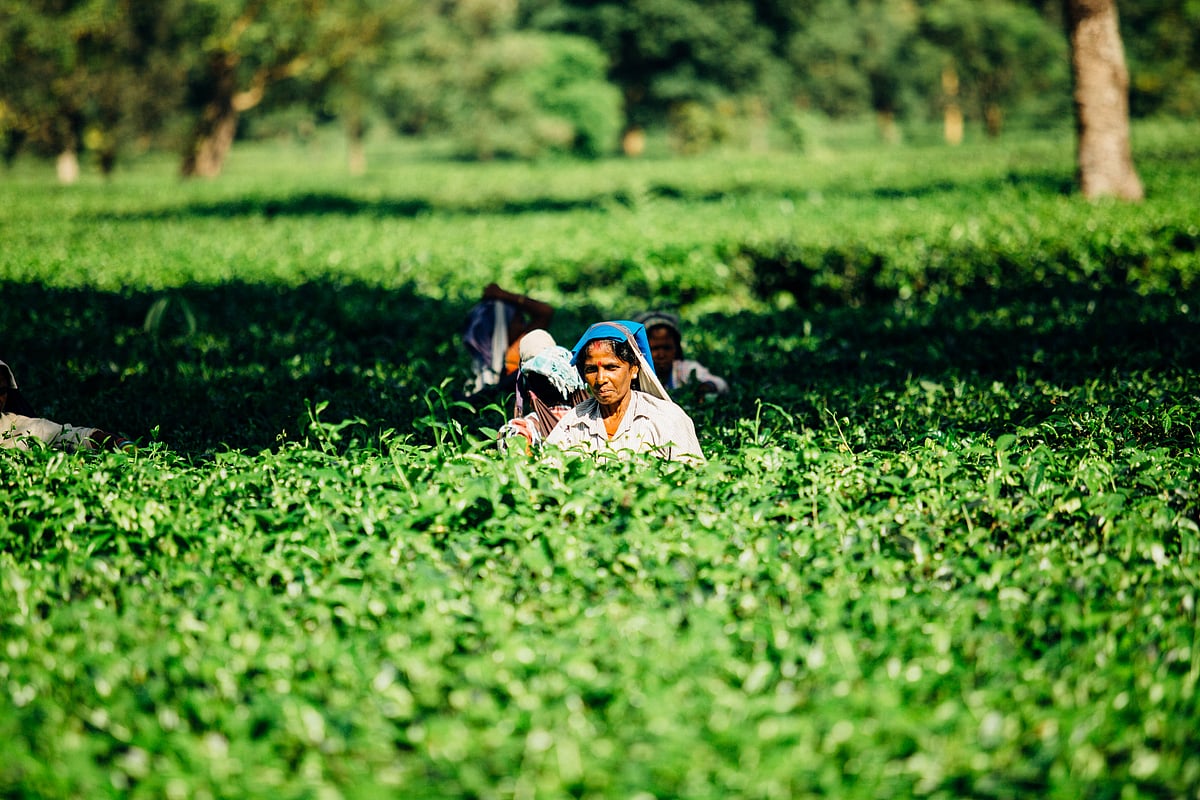 Assam bought leaf tea manufacturers association agree to pay minimum fixed rates to small tea growers 