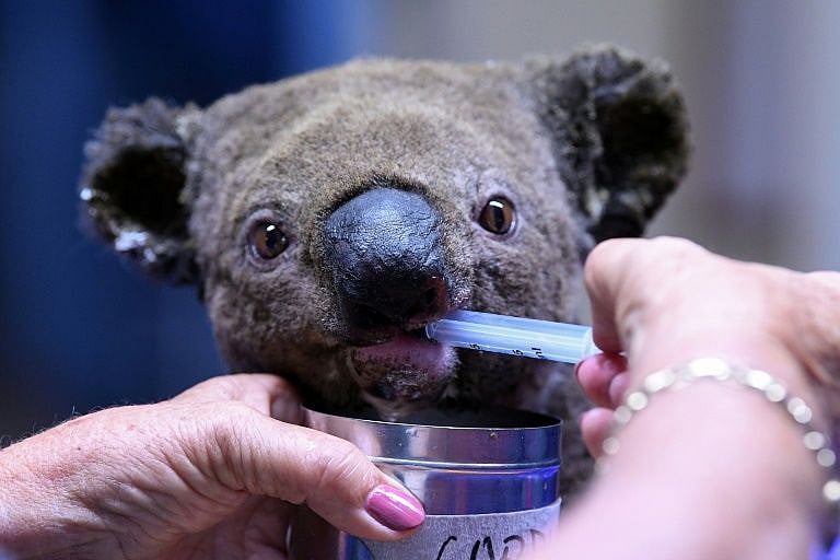 Now it's high time to save Australia's koalas