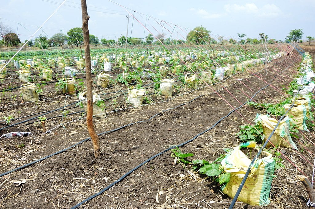 Bhikangaon: Agriculture PG student's method brings hope for marginal farmers