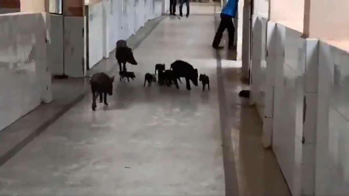 Pigs wander through Karnataka hospital in viral video; netizens horrified