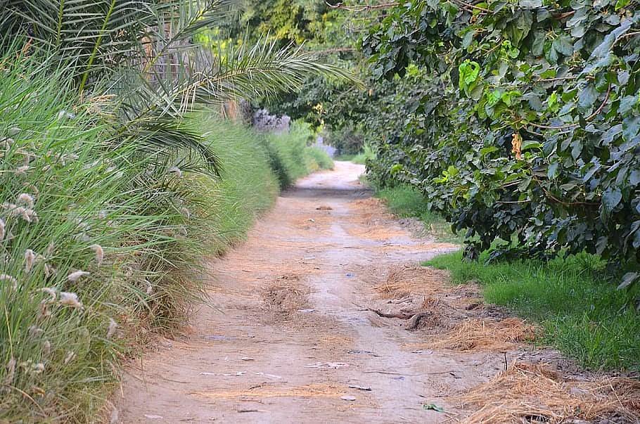 Ratnagiri: After black panther video goes viral, forest department sets up cameras to ‘capture’ Bagheera