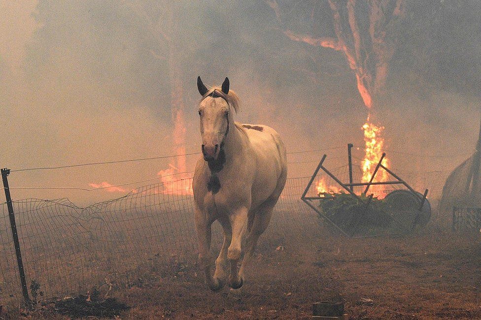 3 billion innocent animals killed, displaced by Australian bushfires