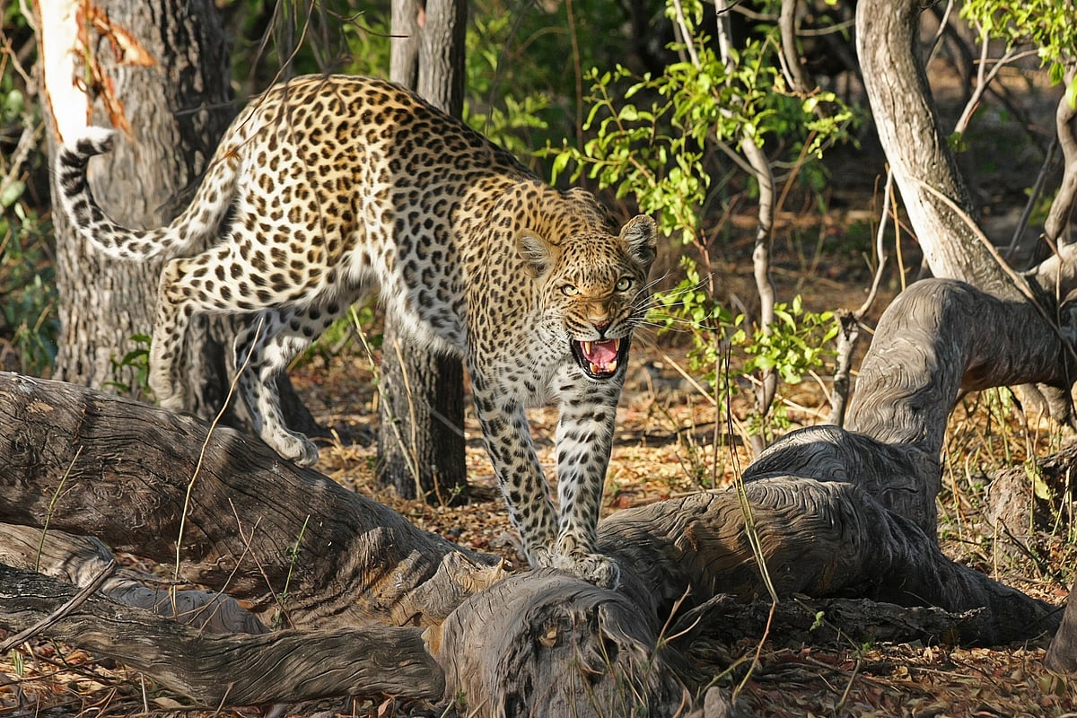 Cat fight in the wild: Two leopards get into a deadly fight, leaving one severely injured