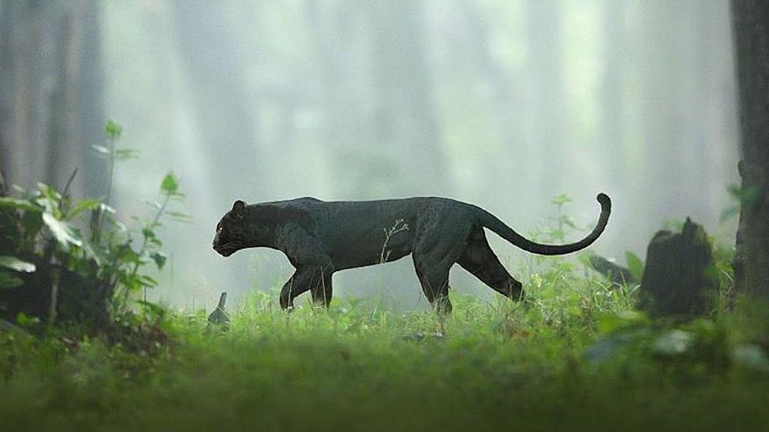 Check out majestic images of Bagheera - the Black Panther - roaming around in Karnataka's Nagarhole Tiger Reserve 