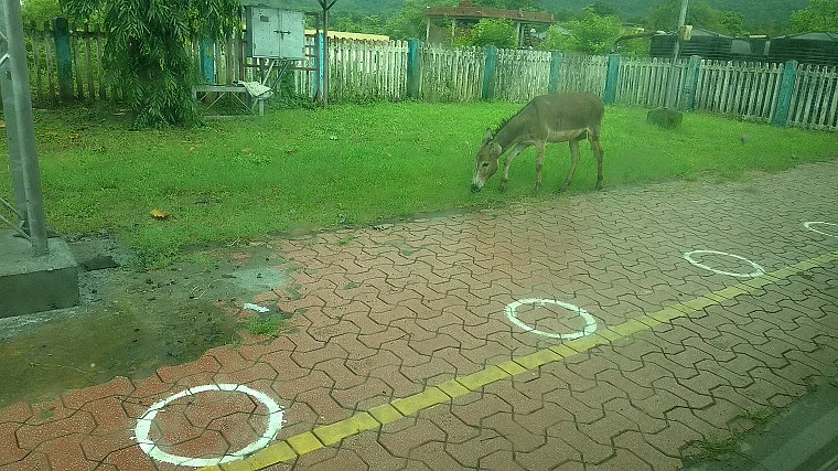 Donkey grazes on green grass at a station