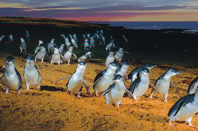 Penguin parade attracts 770,000 people online