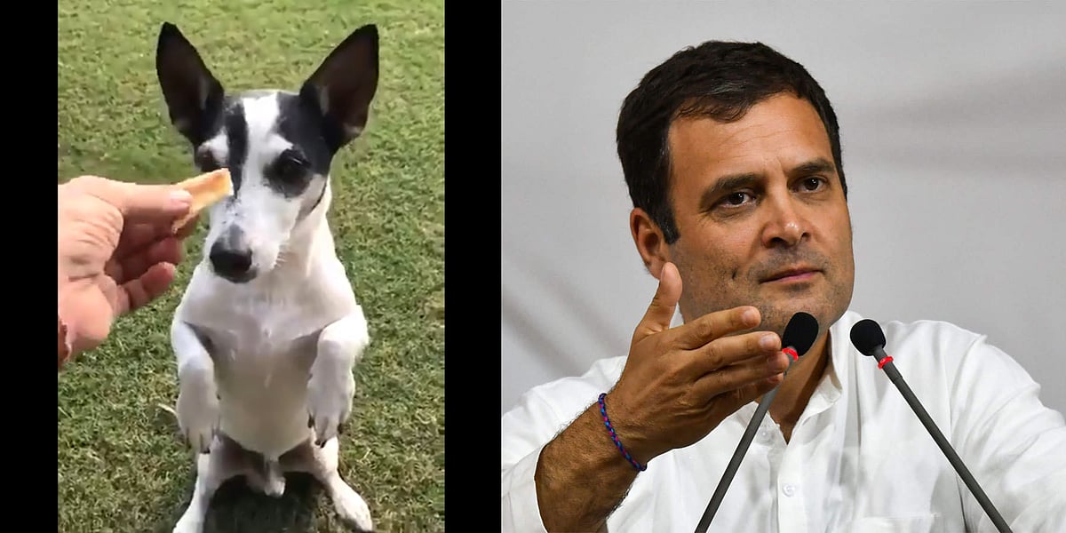 
International Dog Day 2020: Pidi, Rahul Gandhi's dog who became a meme