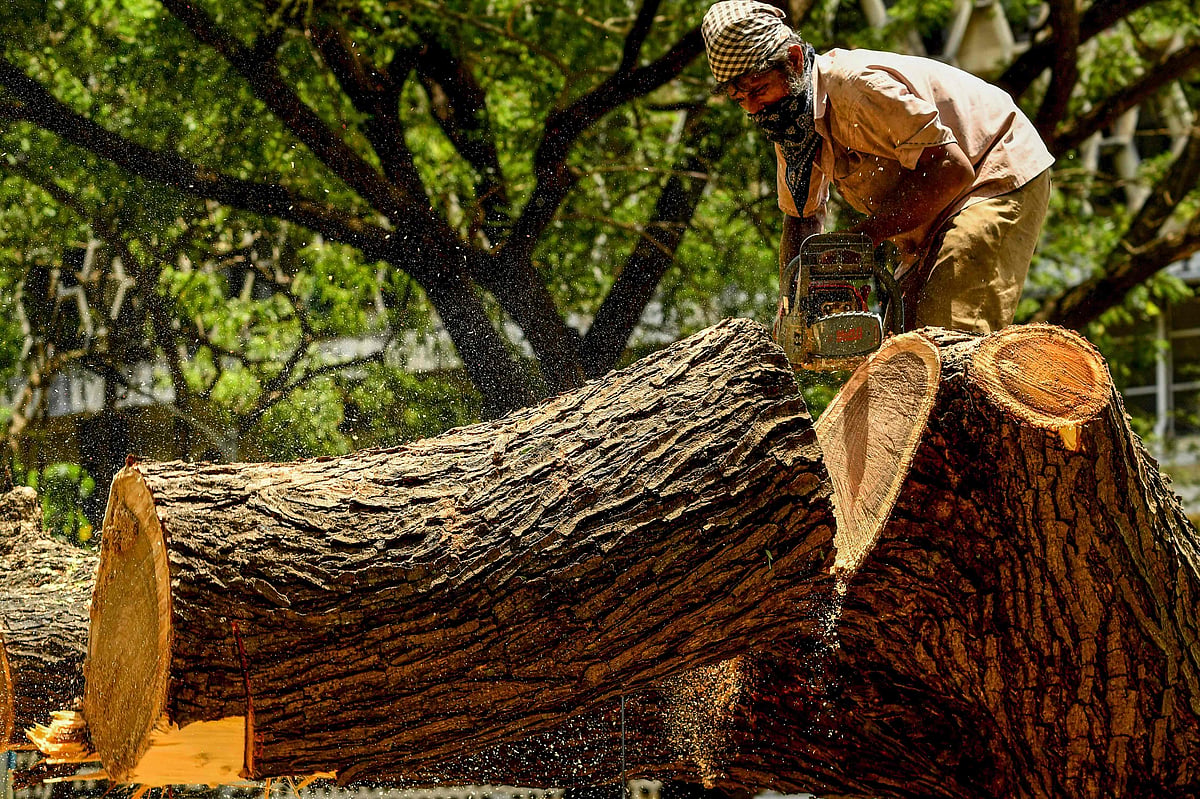 Navi Mumbai: NMMC lodges FIR for felling trees using fake authorisation