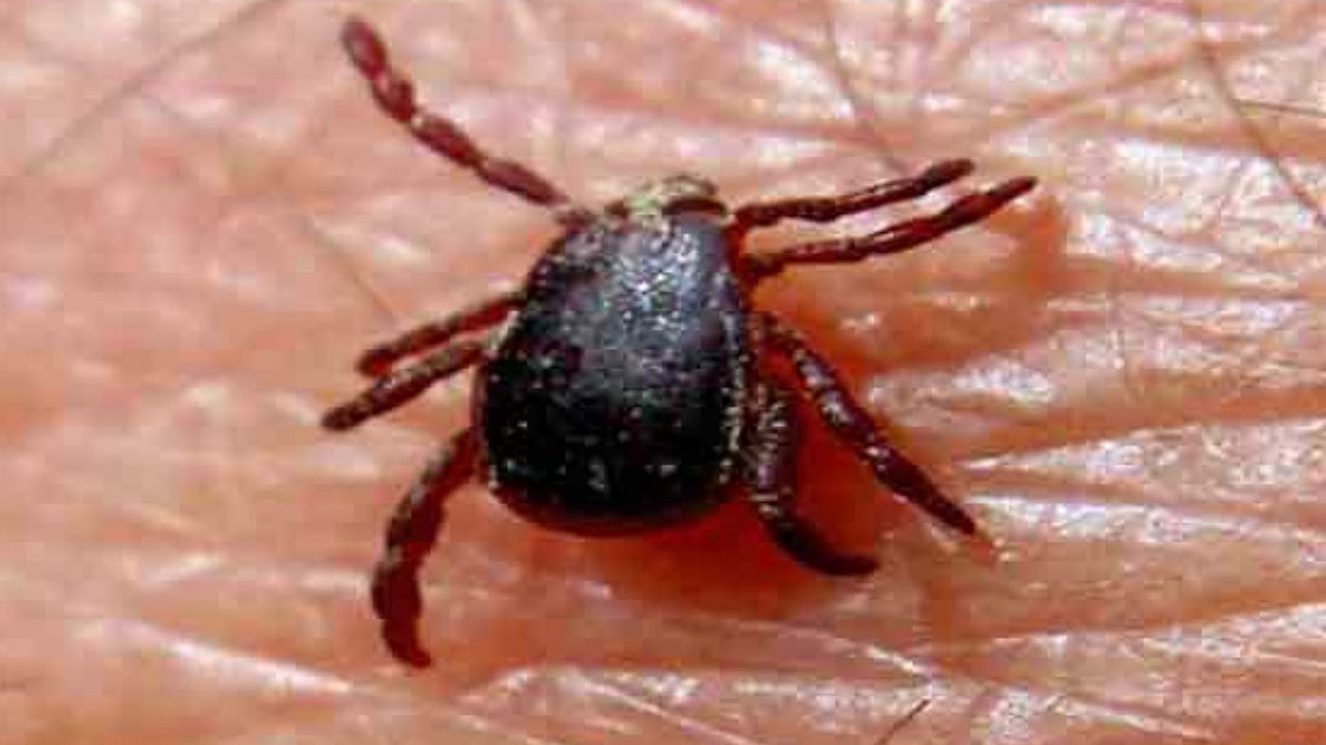 Maharashtra: Palghar district on alert over Congo fever