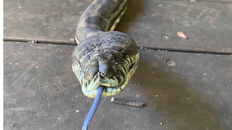 Mumbai: 8-Foot-Long Python Rescued From Kalanagar, Bandra 