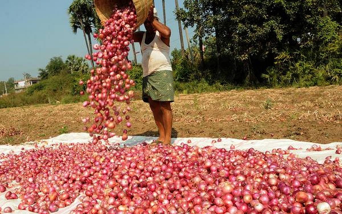 Onion Export Ban: Farmers in Nashik's Lasalgaon area protest Centre's move