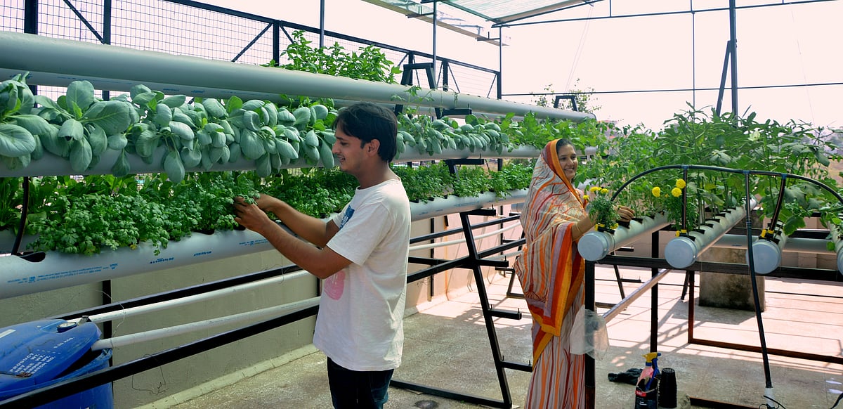 Madhya Pradesh: This couple is growing vegetables in water