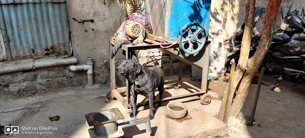 Indore: Dog owner booked for keeping dogs hungry, under hot sun