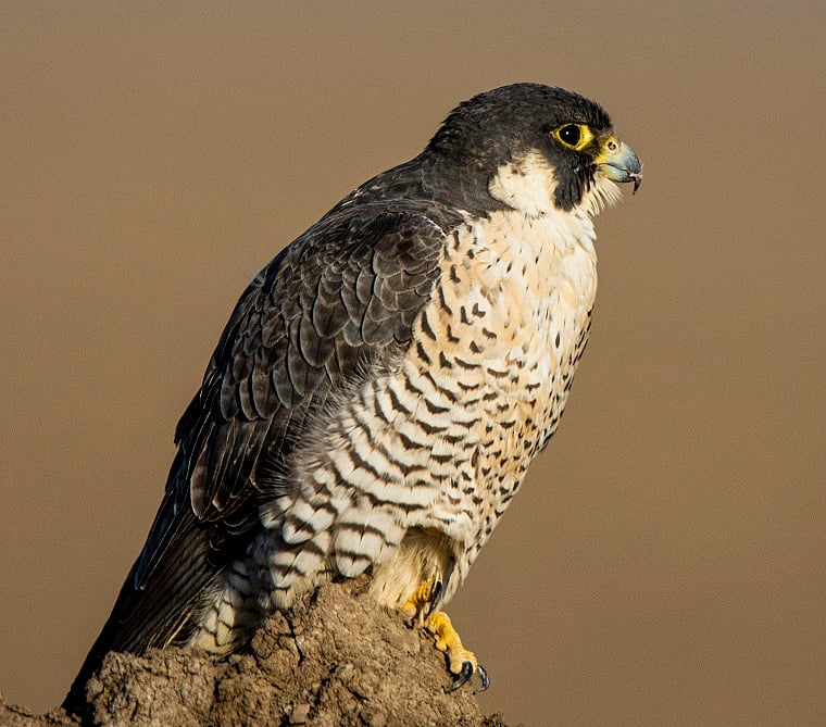 Peregrine Falcon